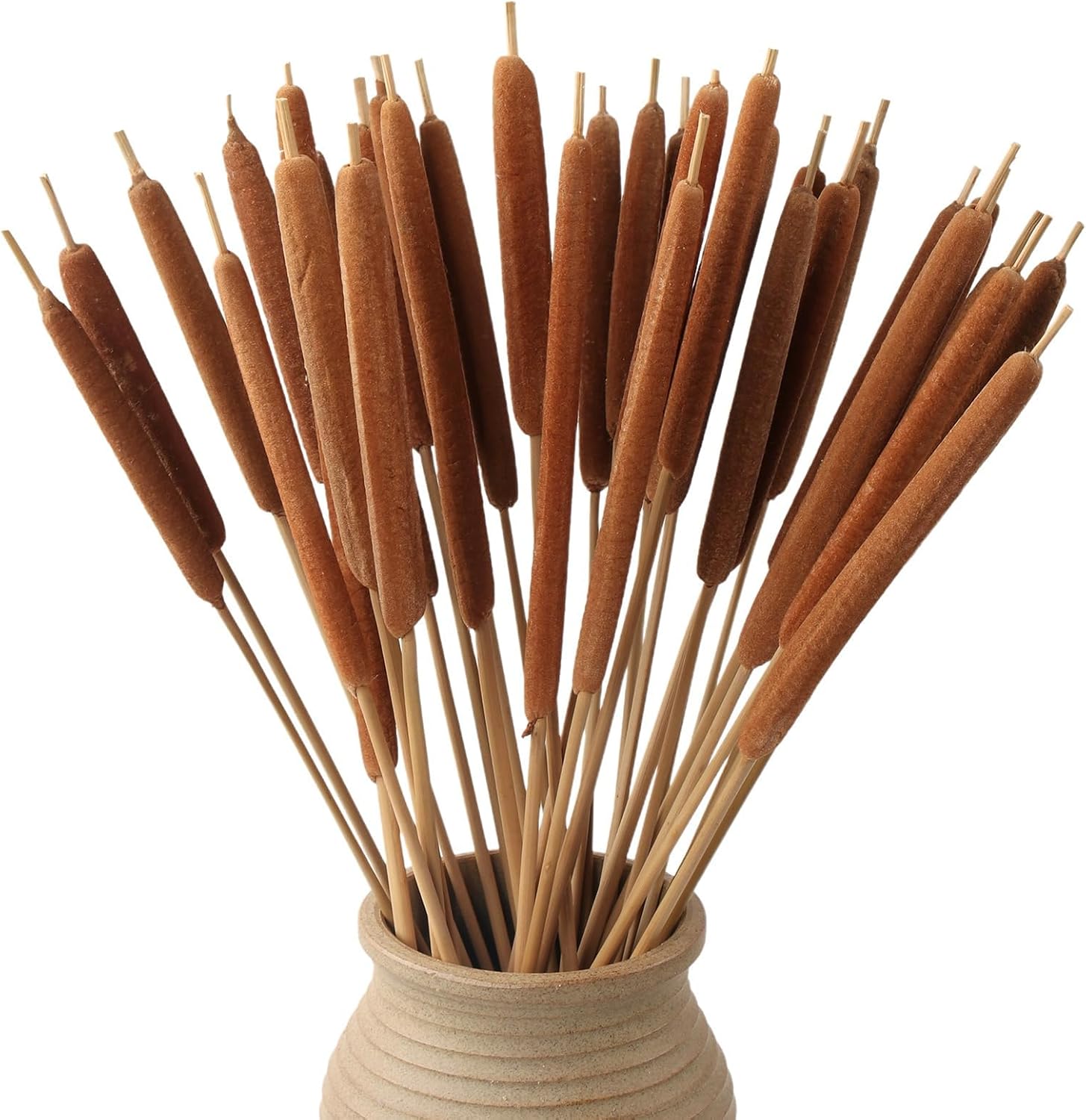 Dried Natural Cattails - 20PCS for DIY Floral Arrangements and Home Office Decor - 17 Inch Length